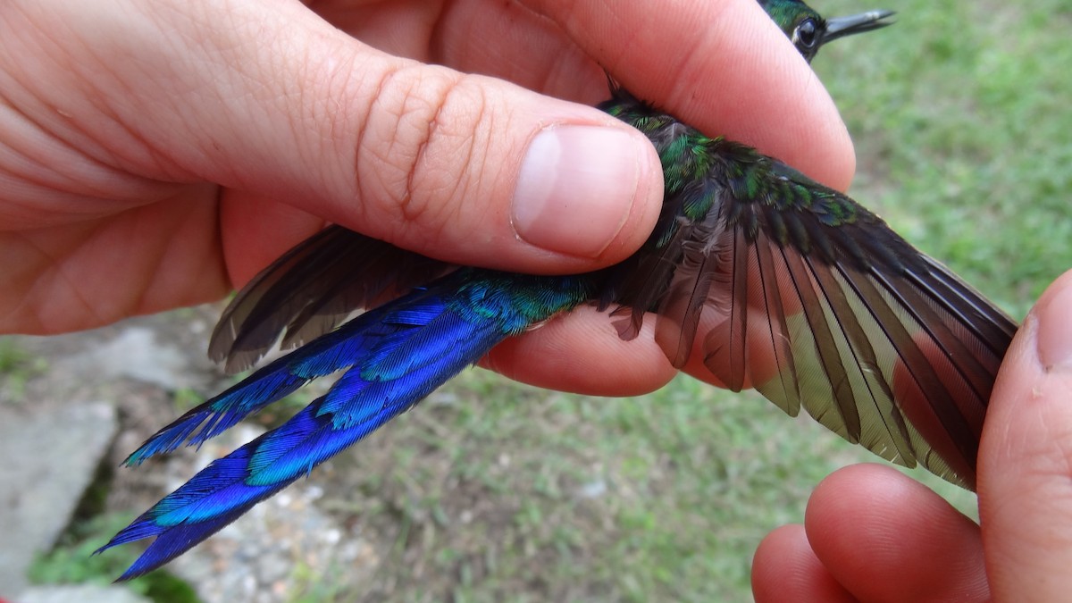 Violet-tailed Sylph - ML174572341