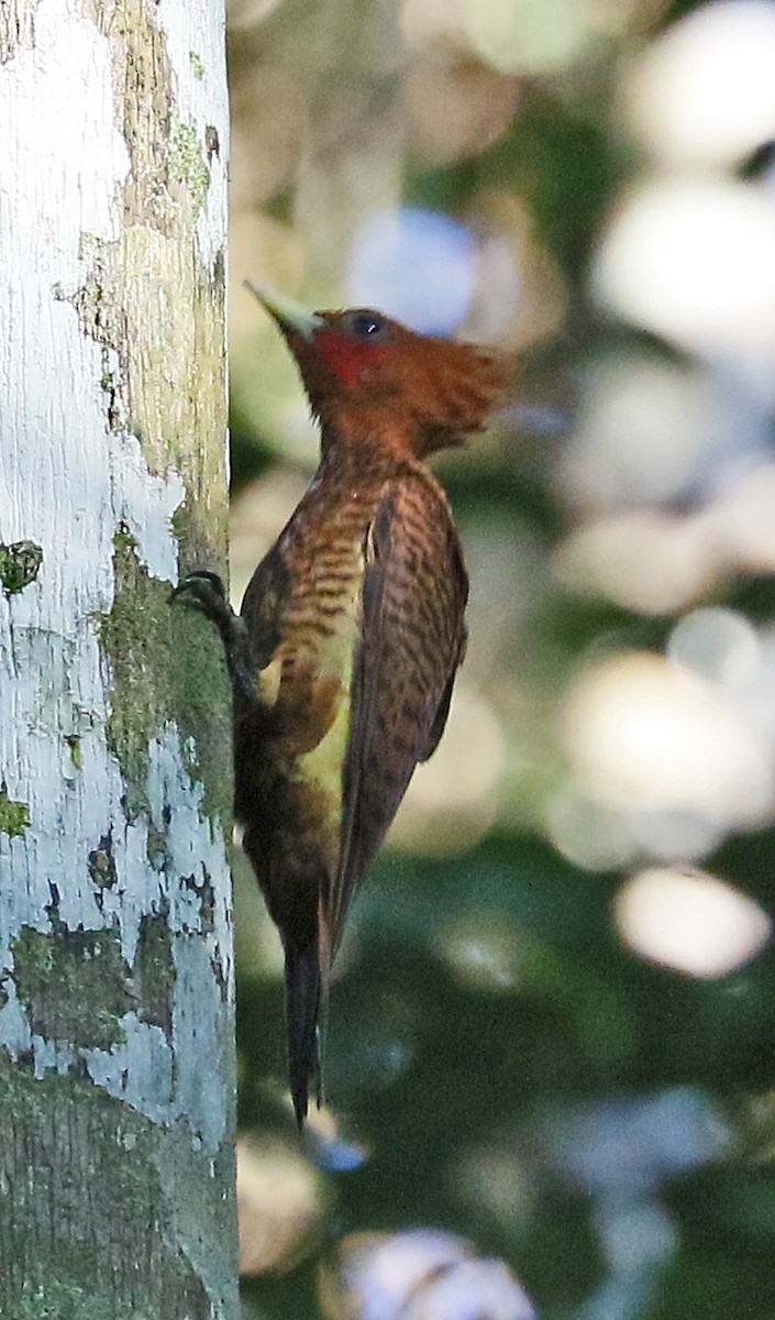 Waved Woodpecker (Scale-breasted) - Charlotte Byers