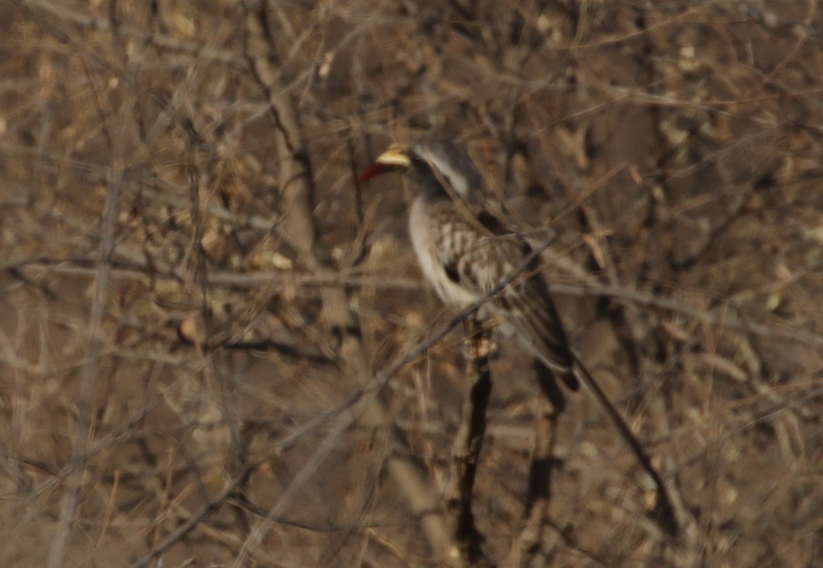 African Gray Hornbill - ML174575391