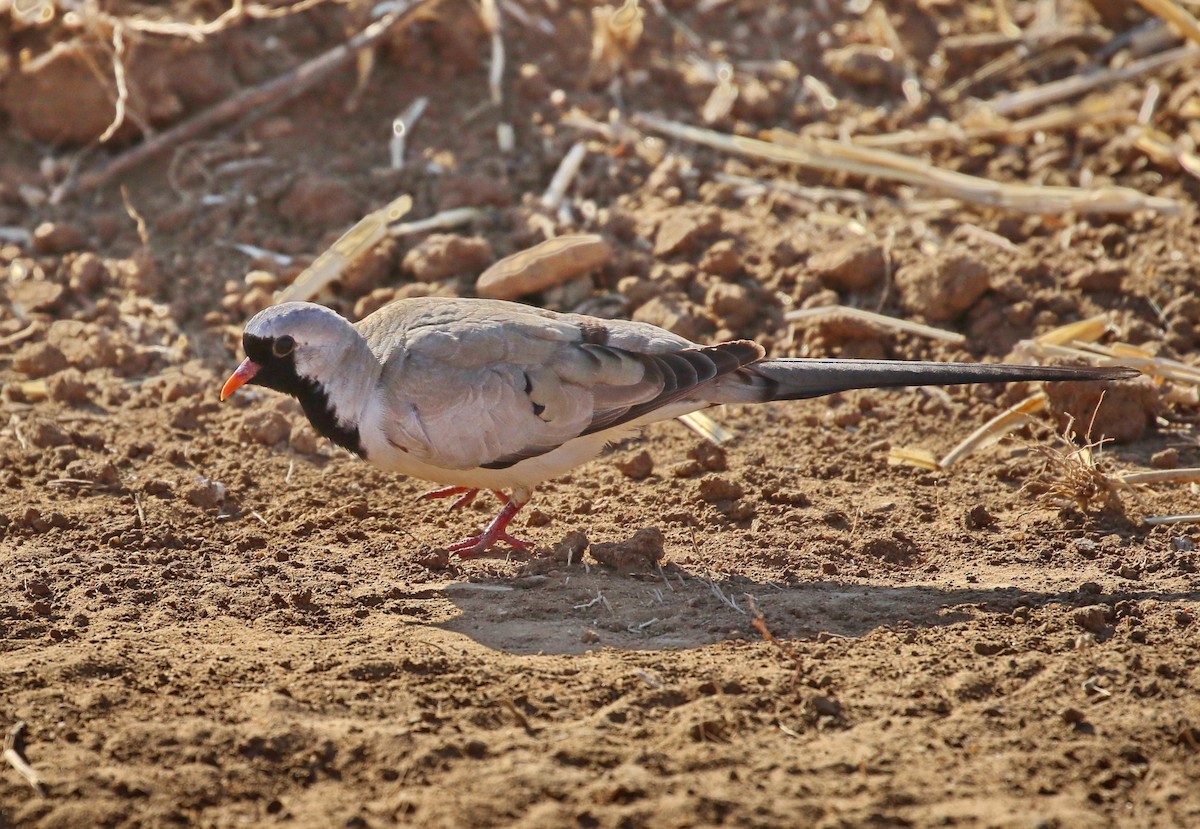 Namaqua Dove - Hendrik Swanepoel