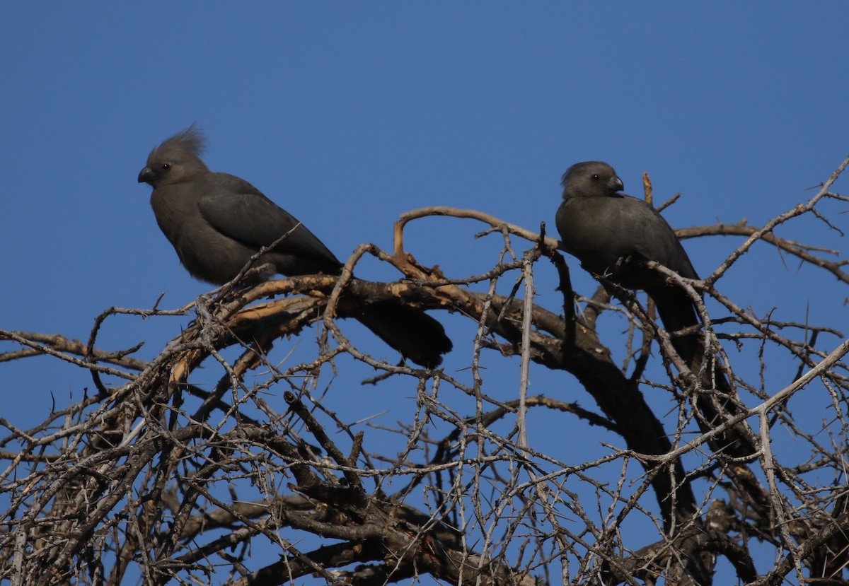 Gray Go-away-bird - Hendrik Swanepoel