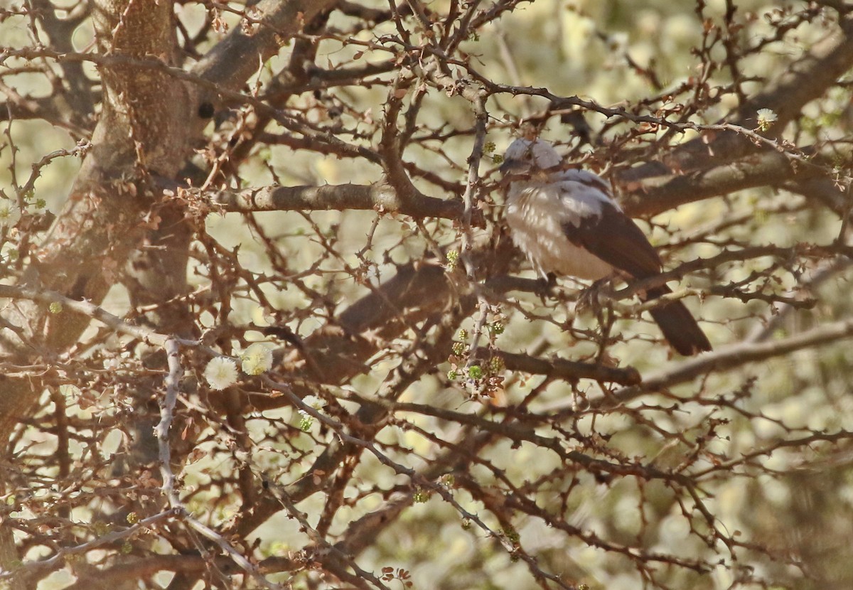 Southern Pied-Babbler - ML174575701