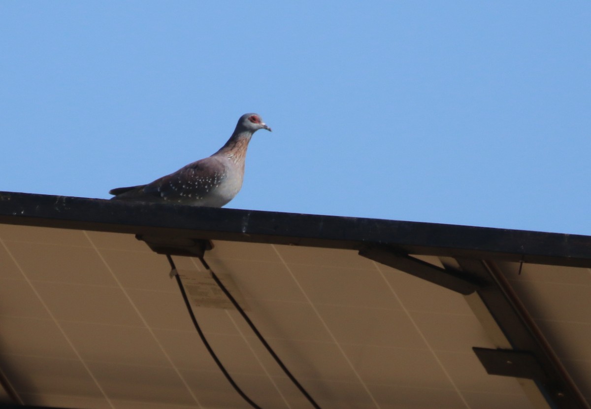 Speckled Pigeon - ML174575711