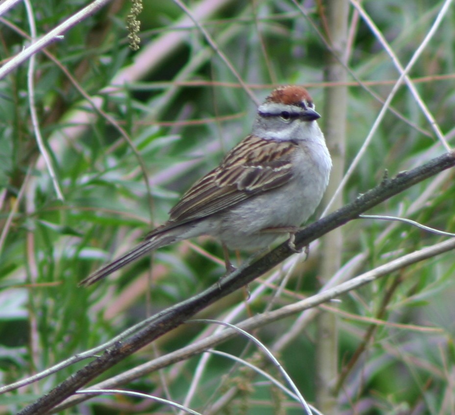 Chipping Sparrow - Paul Sellin