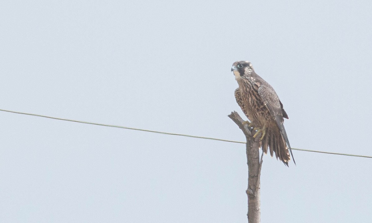Peregrine Falcon (North American) - ML174575841