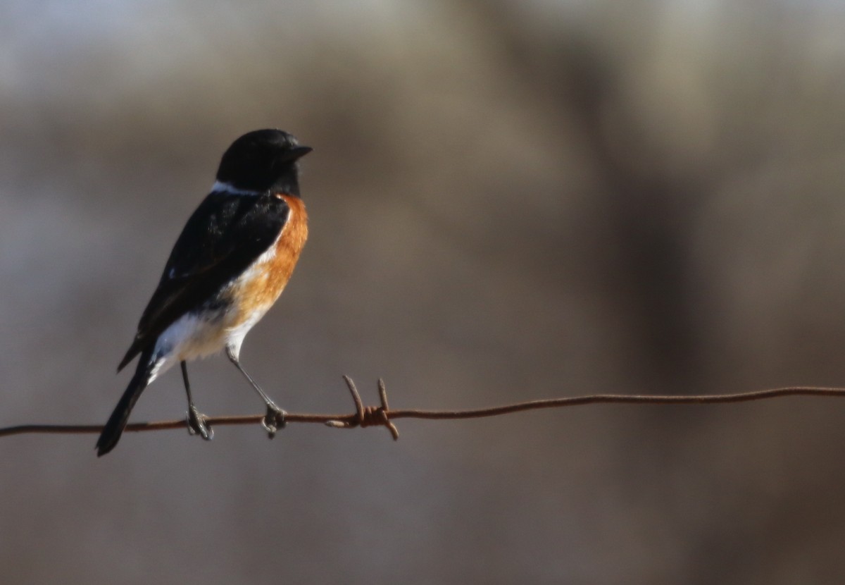 African Stonechat - ML174576351