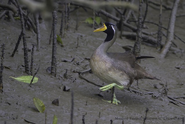 Masked Finfoot