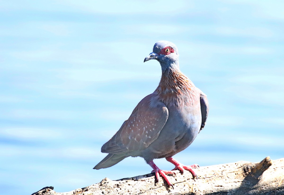 Speckled Pigeon - Hendrik Swanepoel