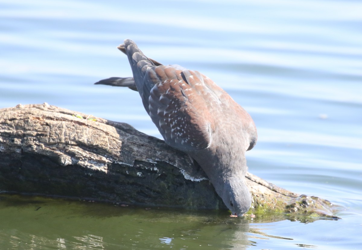 Speckled Pigeon - ML174581351