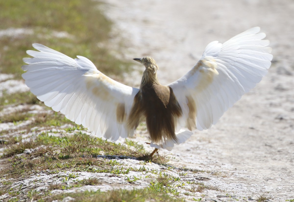 Squacco Heron - Hendrik Swanepoel