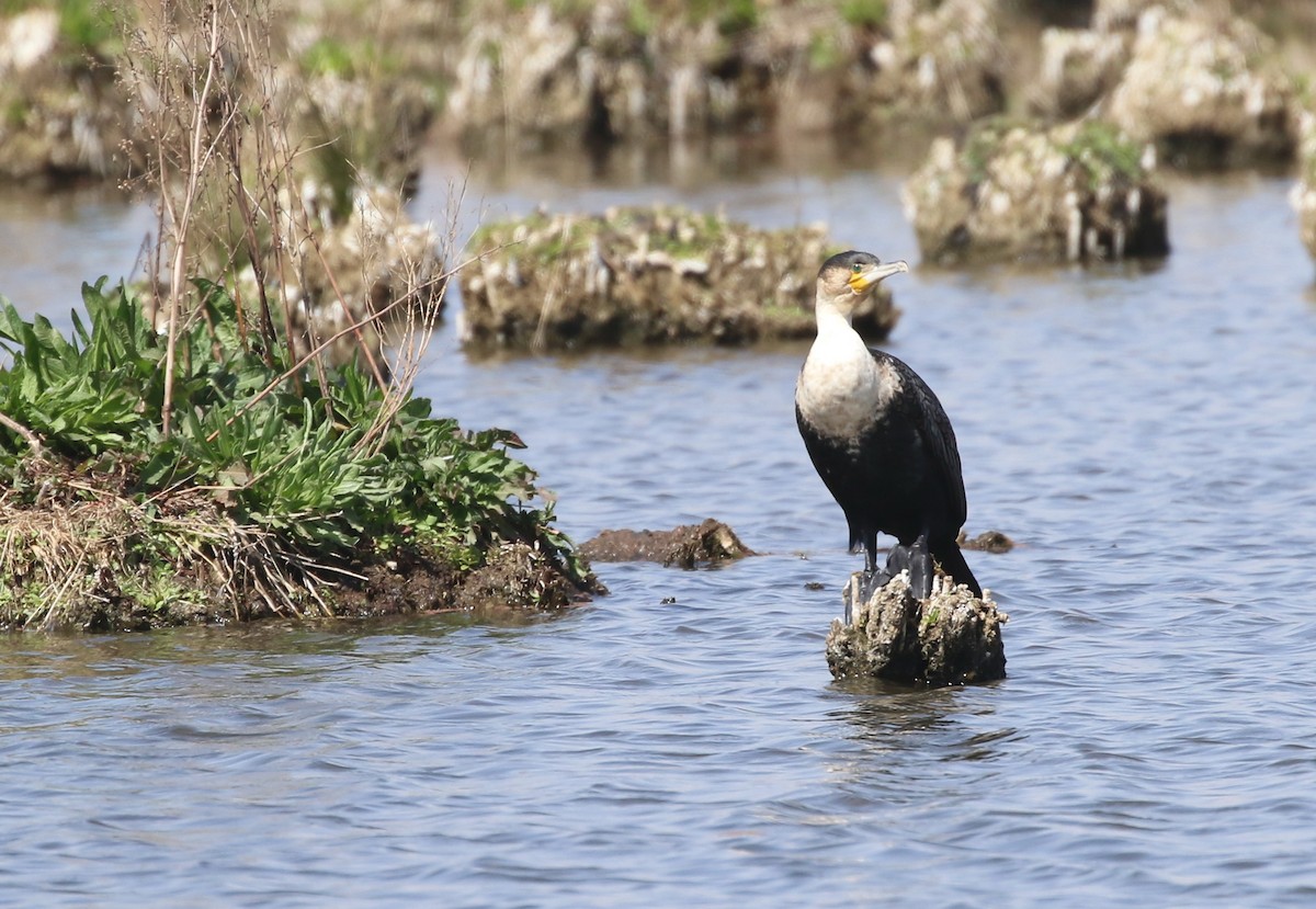 Great Cormorant - Hendrik Swanepoel
