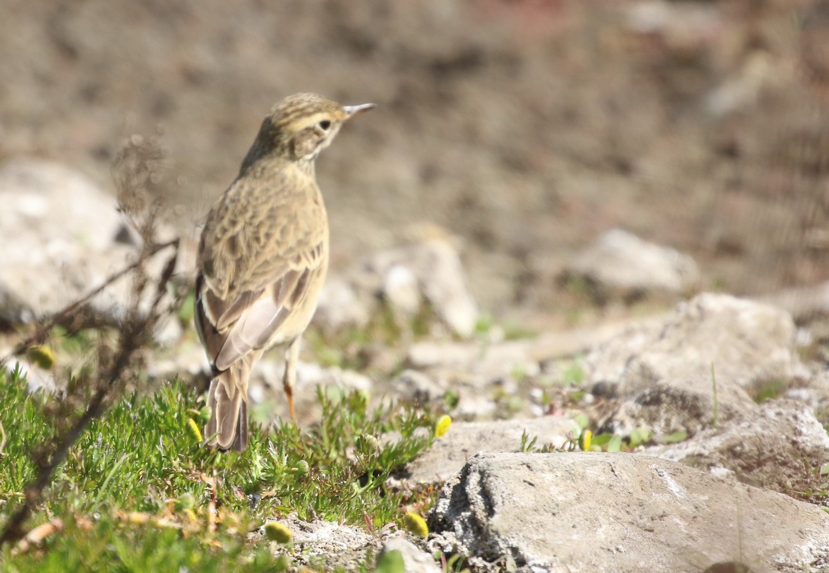 African Pipit - ML174581671