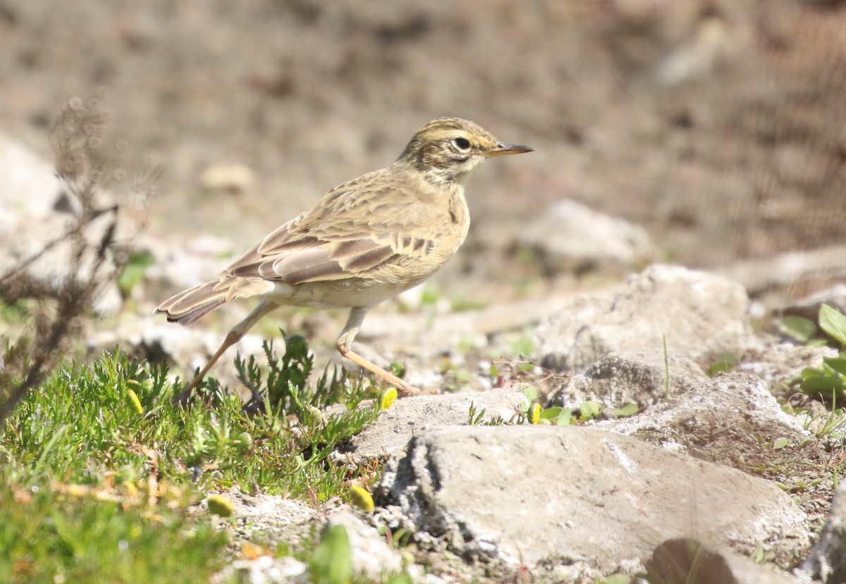 African Pipit - ML174581681