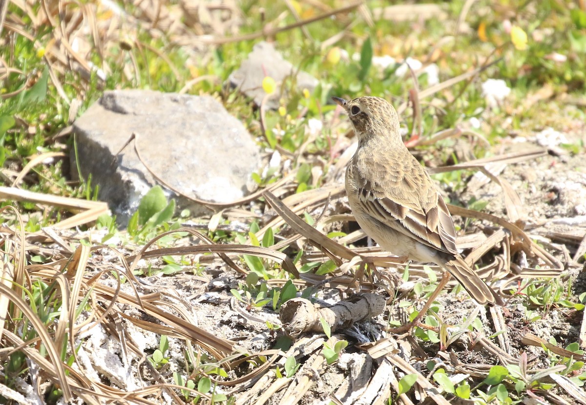 African Pipit - ML174581691