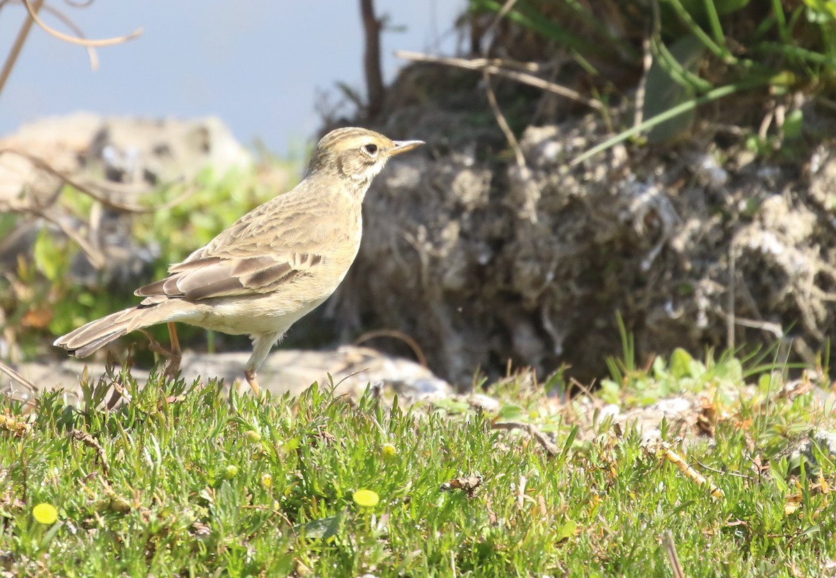 African Pipit - ML174581701
