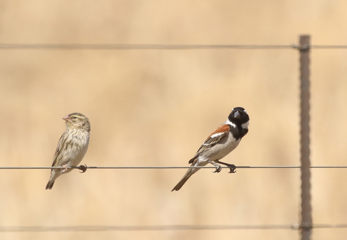 Cape Sparrow - Hendrik Swanepoel