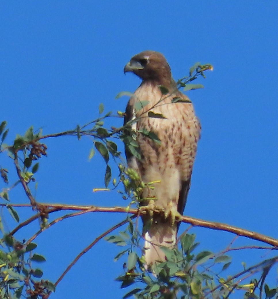 Red-tailed Hawk - ML174585191