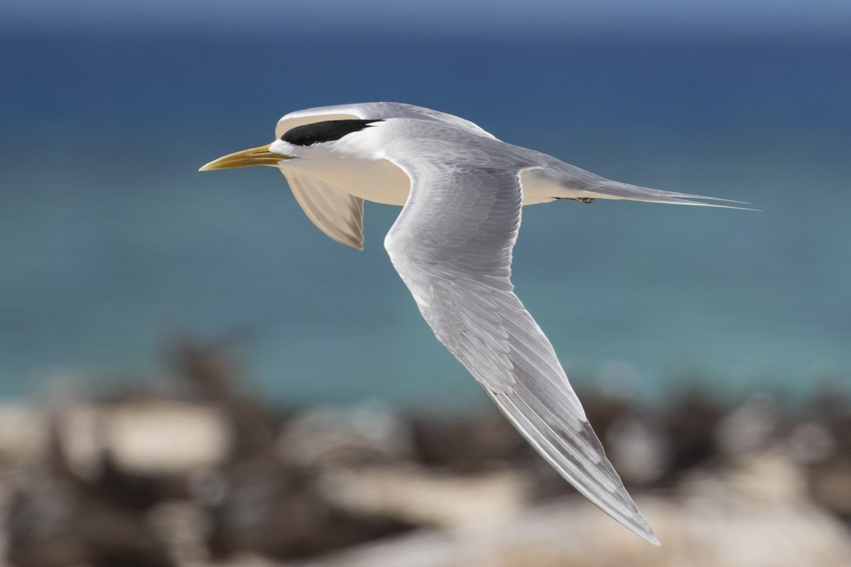 Great Crested Tern - ML174586051