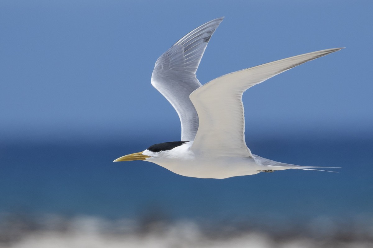 Great Crested Tern - Michael Todd
