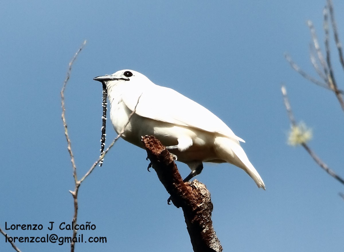 White Bellbird - Lorenzo Calcaño