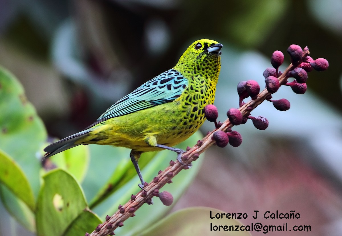 Yellow-bellied Tanager - ML174586911