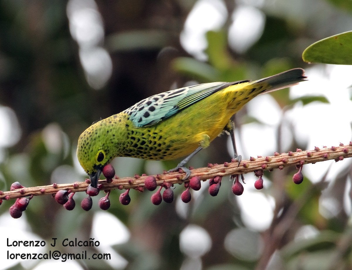 Yellow-bellied Tanager - ML174586931