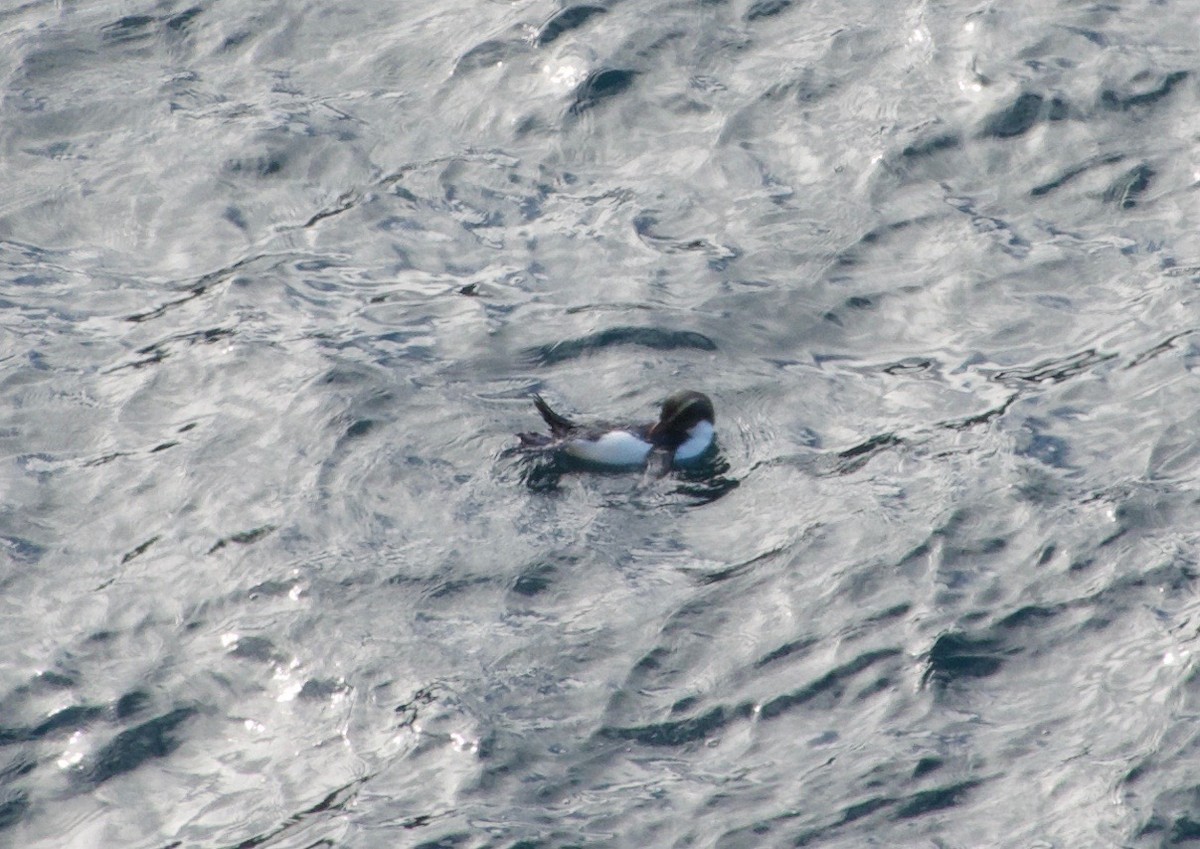 tučňák novozélandský - ML174588281