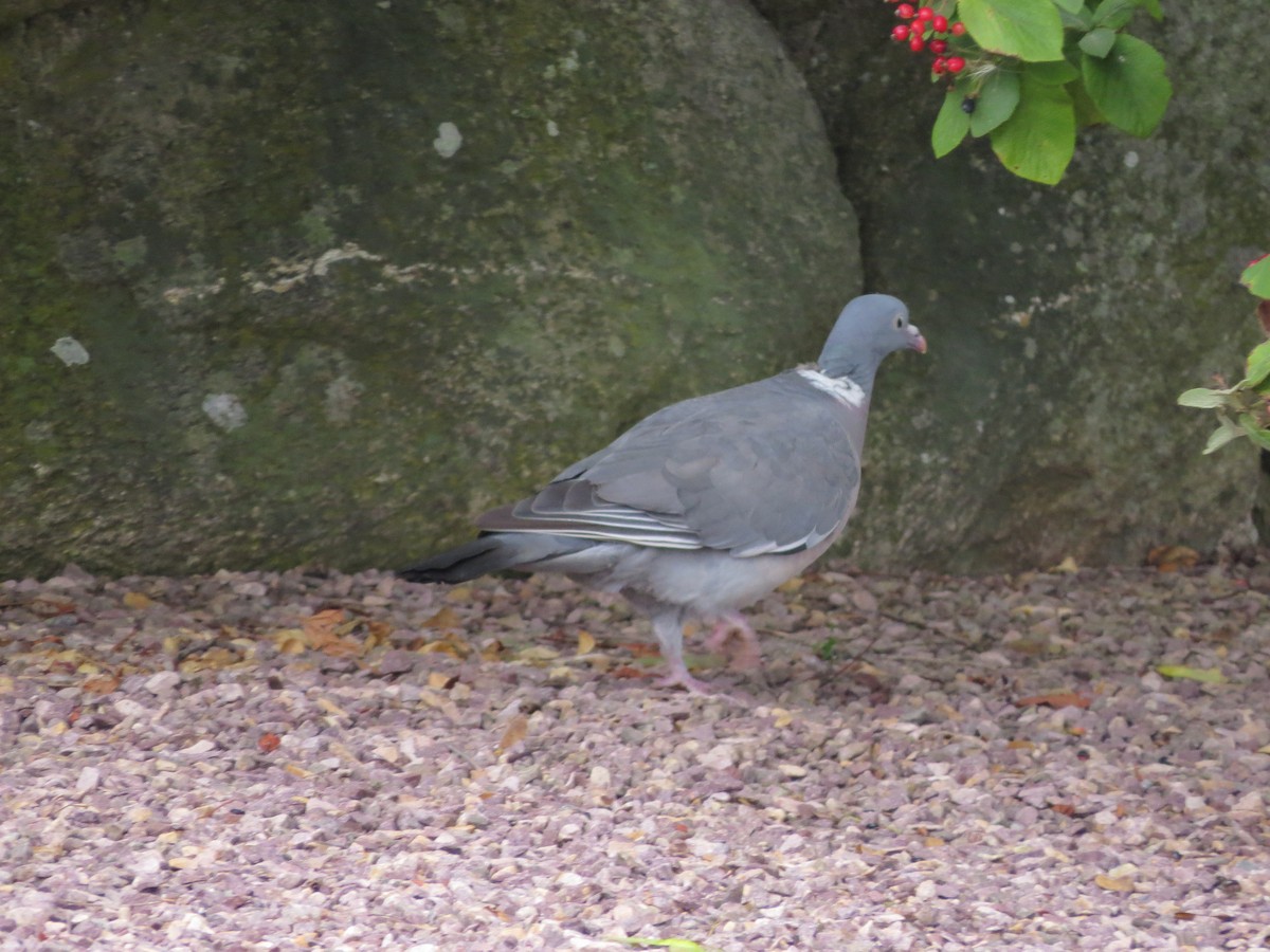 Common Wood-Pigeon - ML174595401