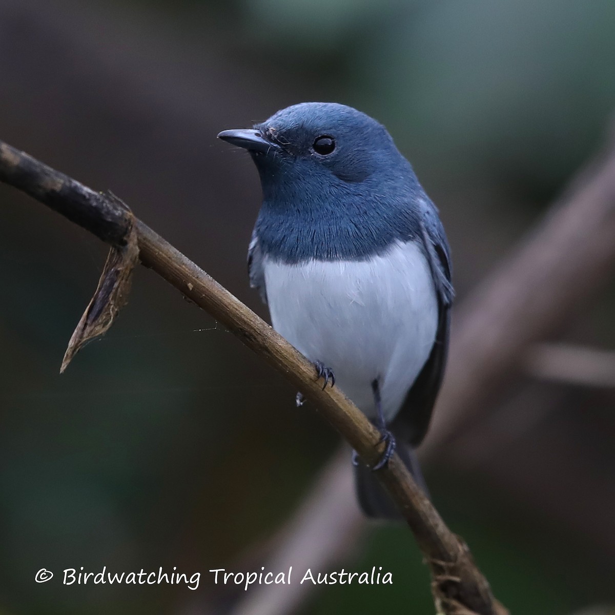 Leaden Flycatcher - Doug Herrington || Birdwatching Tropical Australia Tours