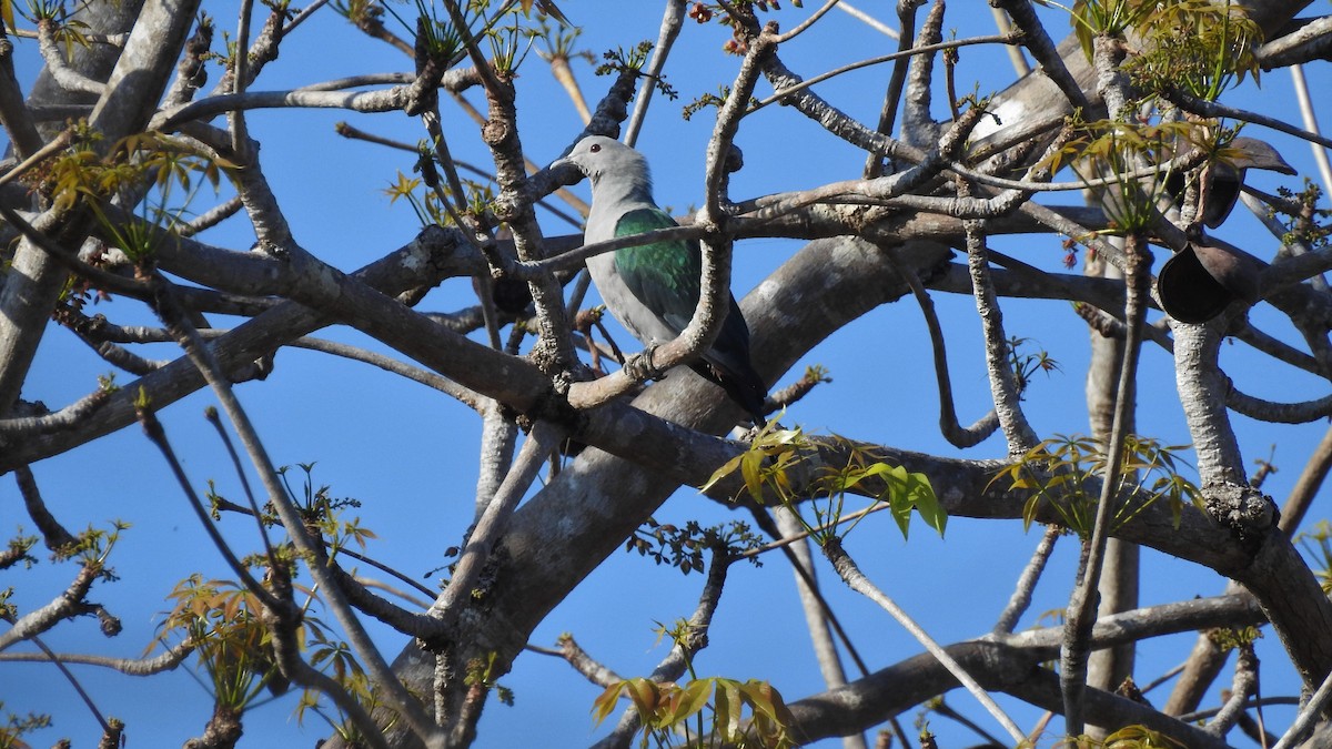 Green Imperial-Pigeon - ML174599911