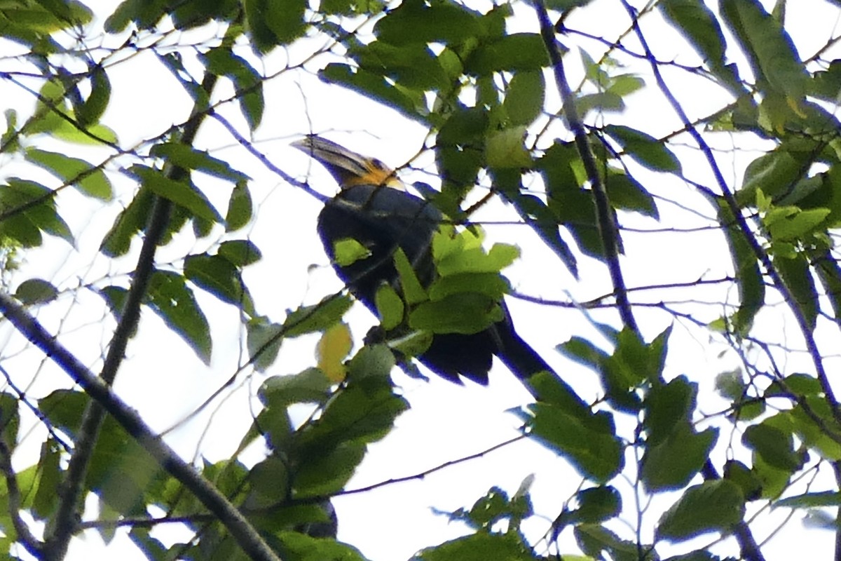 Sulawesi Hornbill (Dwarf) - ML174600751