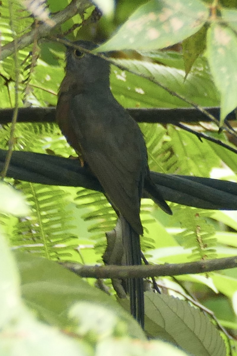 Brush Cuckoo (Sulawesi) - Peter Kaestner
