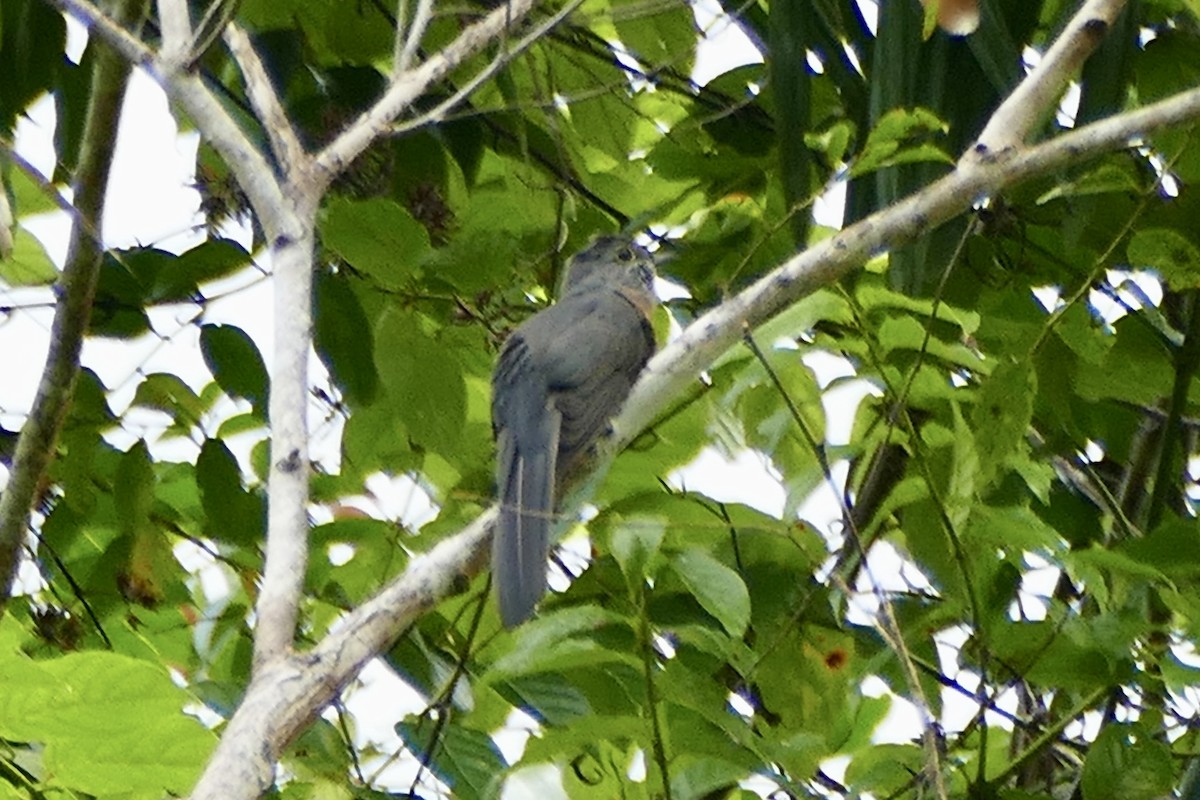 Brush Cuckoo (Sulawesi) - Peter Kaestner