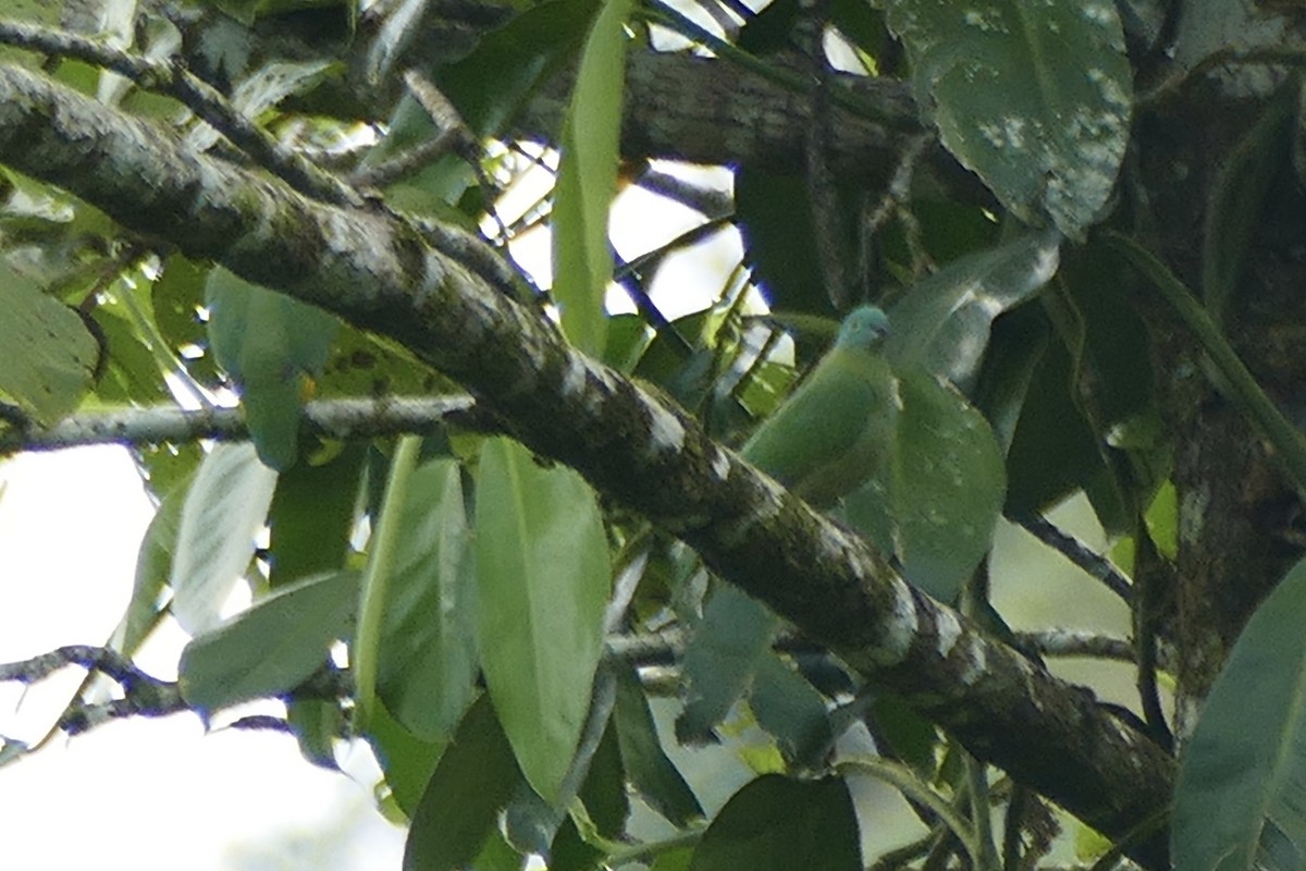 Black-naped Fruit-Dove - ML174601371
