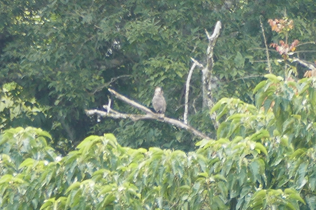 Sulawesi Honey-buzzard - ML174601711