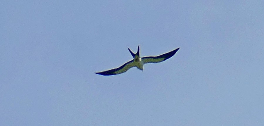 Swallow-tailed Kite - ML174601841