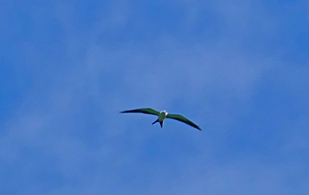Swallow-tailed Kite - ML174601851