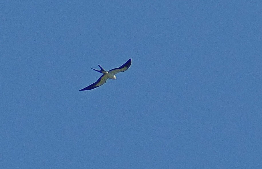 Swallow-tailed Kite - ML174601861