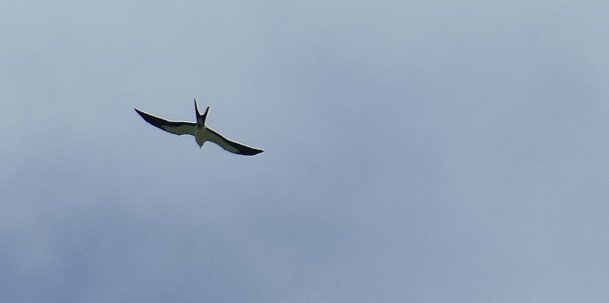 Swallow-tailed Kite - ML174601871