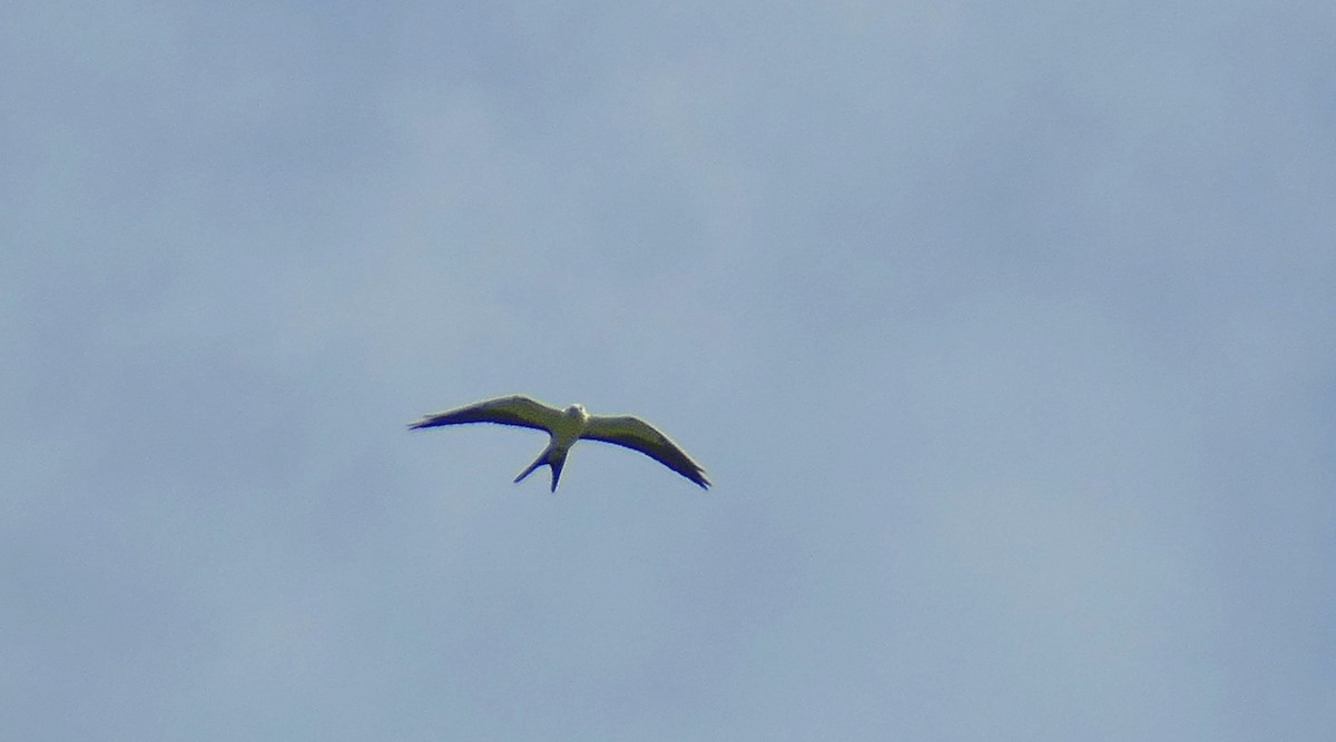 Swallow-tailed Kite - ML174601881