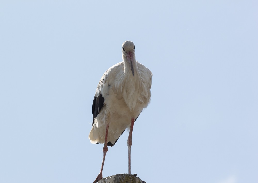 White Stork - ML174603221