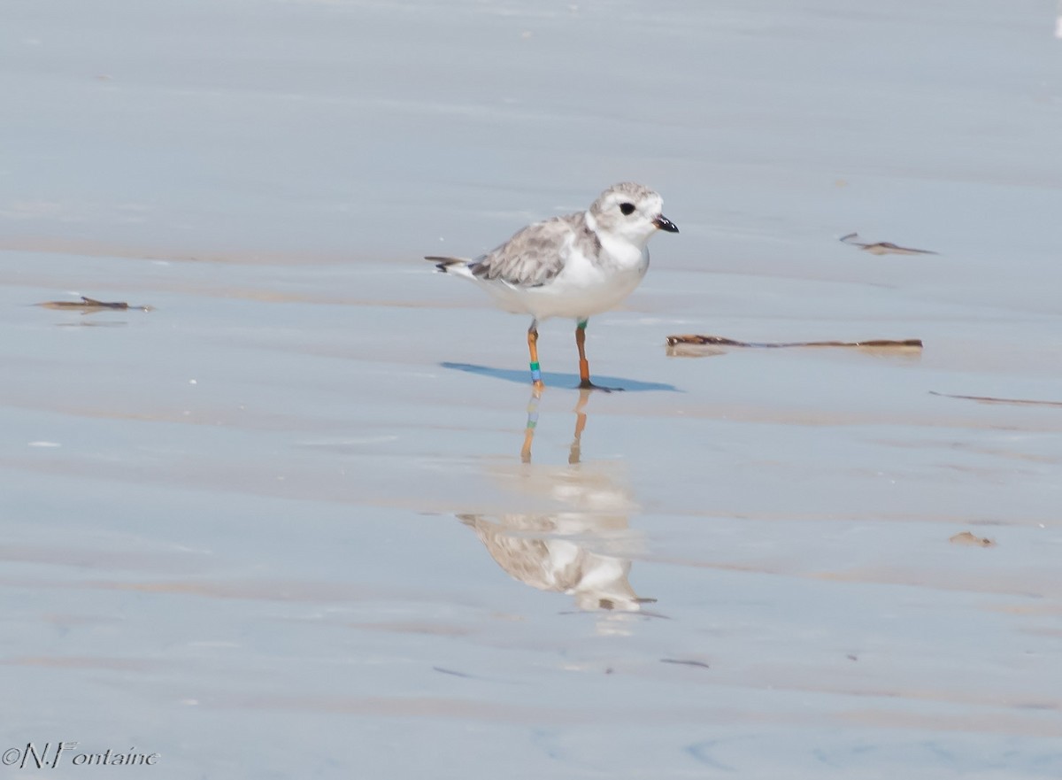 Piping Plover - Natasza Fontaine