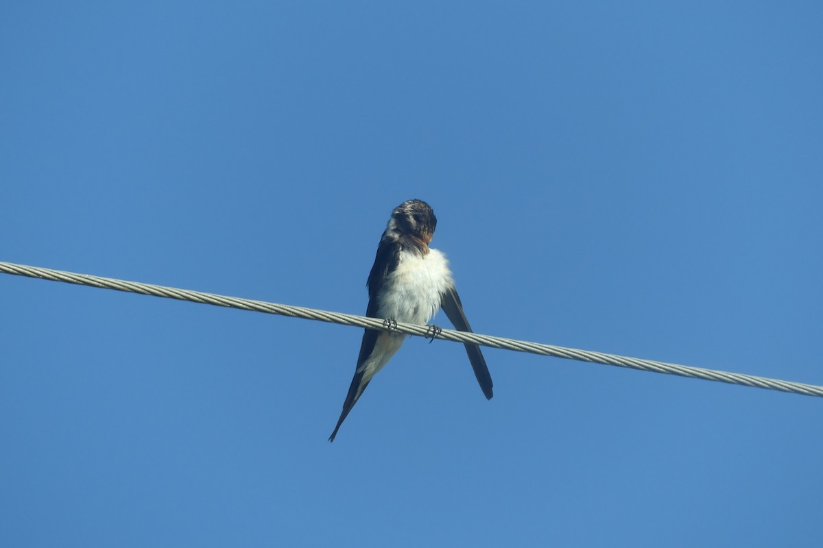 Barn Swallow - ML174611161