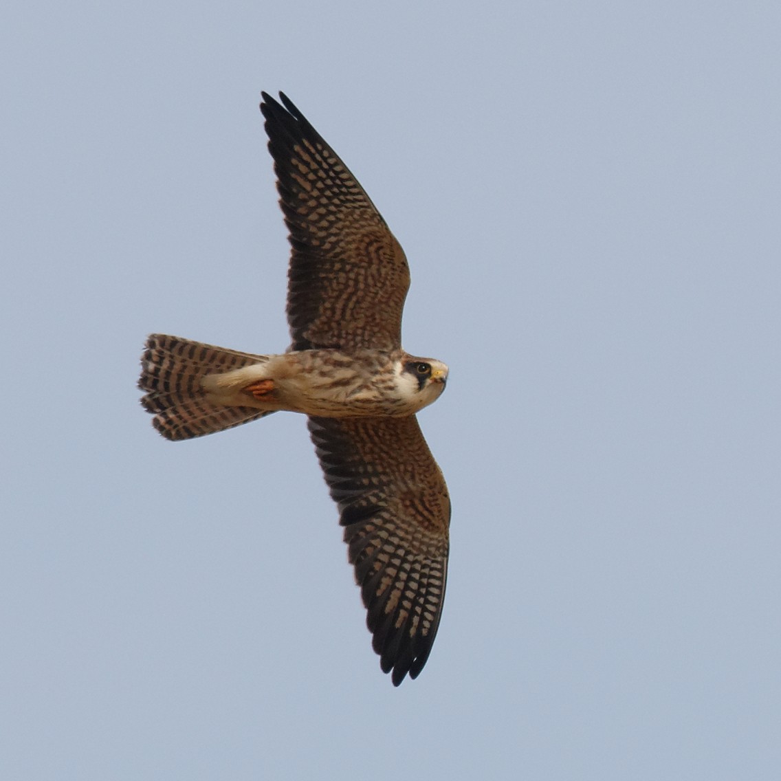 Red-footed Falcon - Johan Mellquist