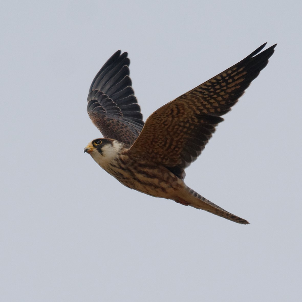 Red-footed Falcon - Johan Mellquist