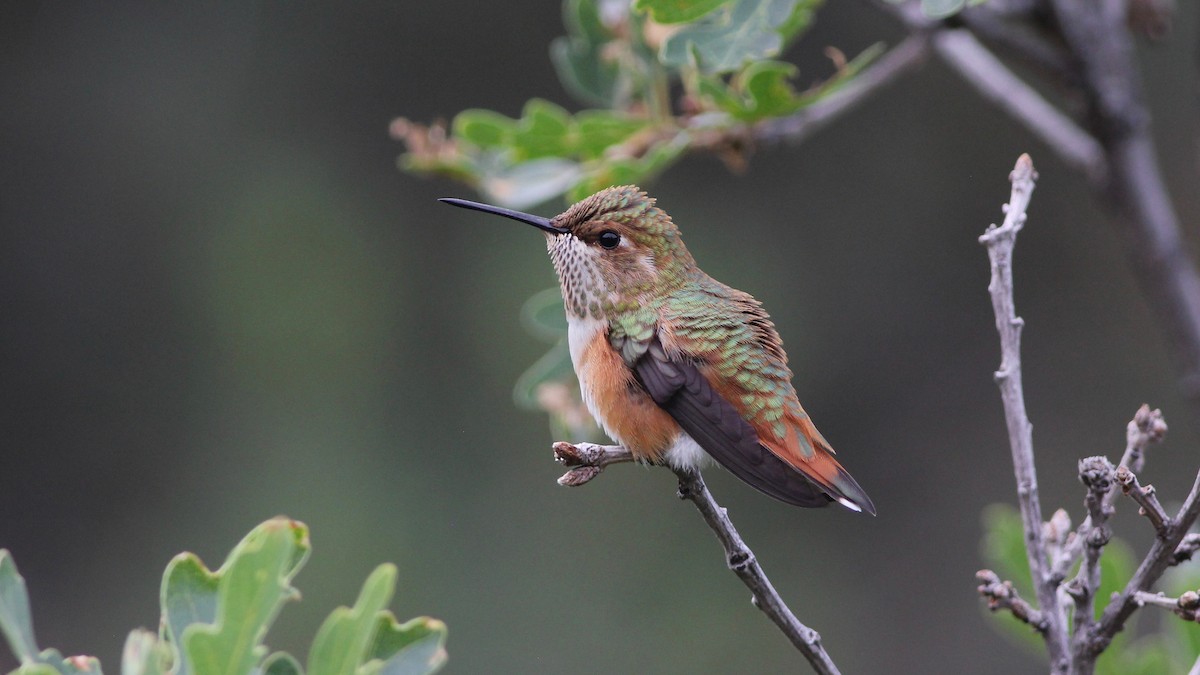Rufous Hummingbird - Eric Hynes