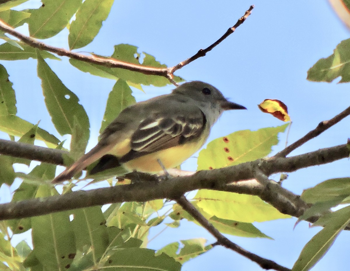 Great Crested Flycatcher - ML174623591