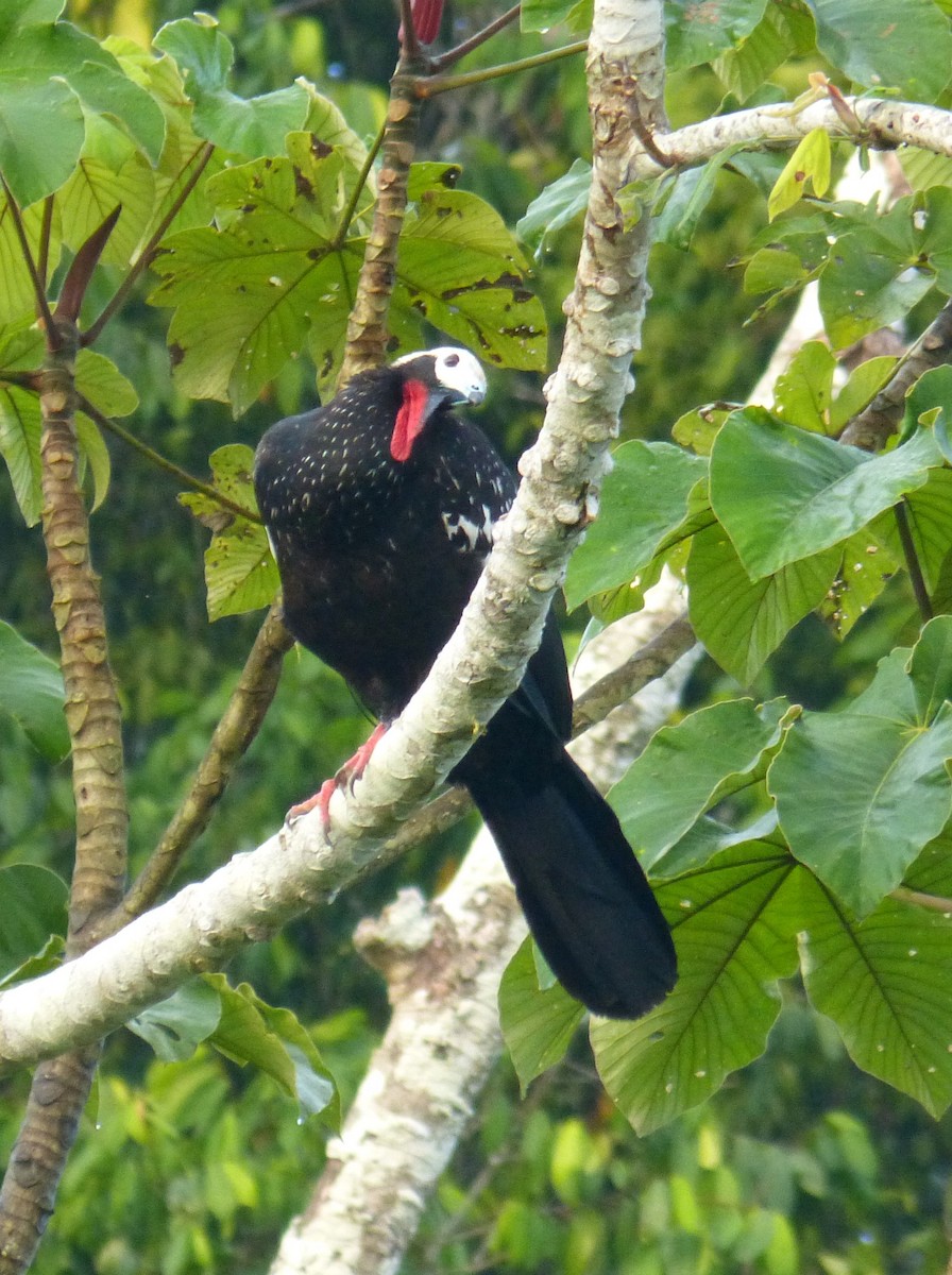 Red-throated Piping-Guan - ML174625161