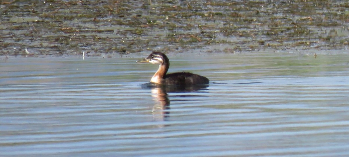 Red-necked Grebe - ML174625351