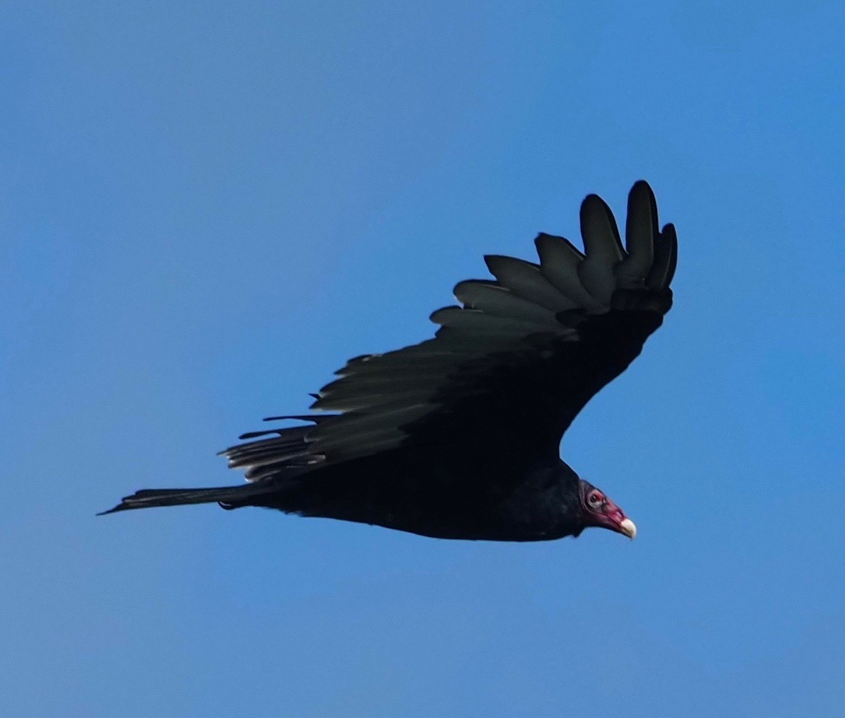 Turkey Vulture - Bob Foehring